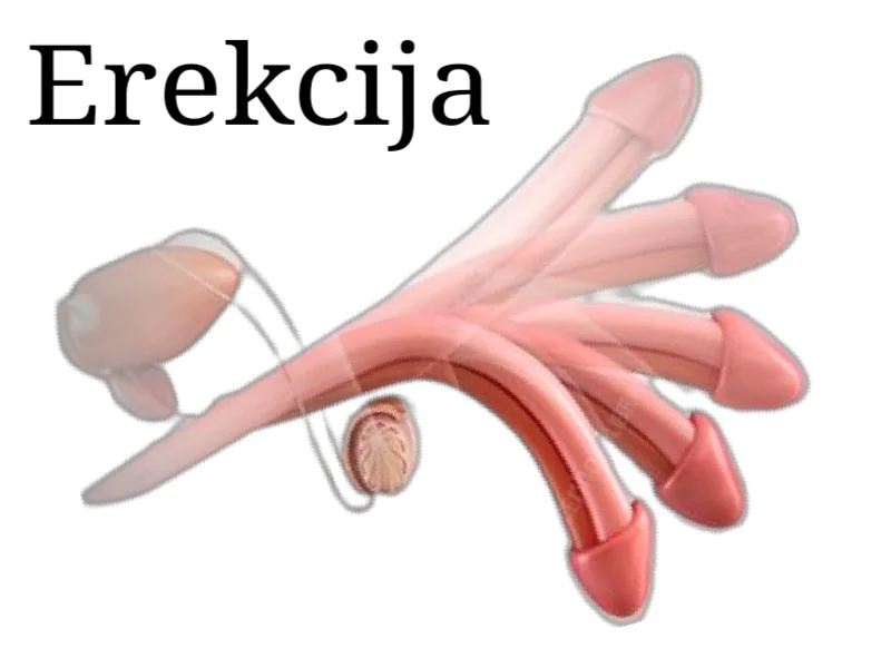 Erekcija